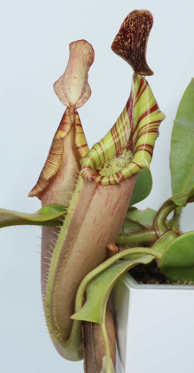 Nepenthes veitchii