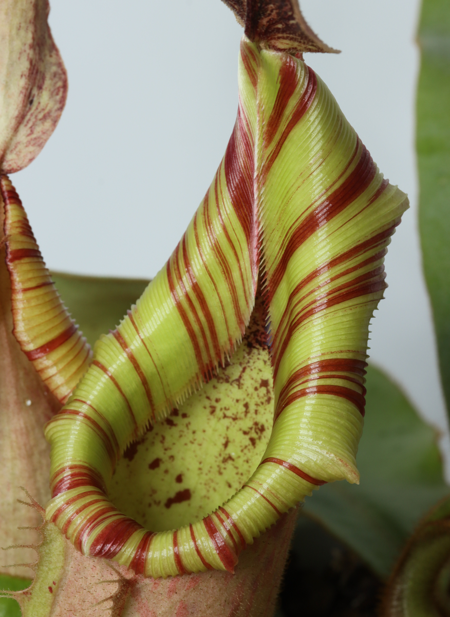 Nepenthes veitchii