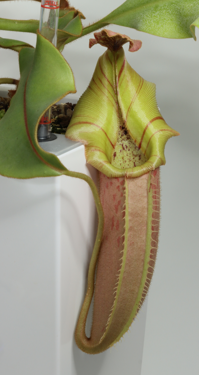 Nepenthes veitchii