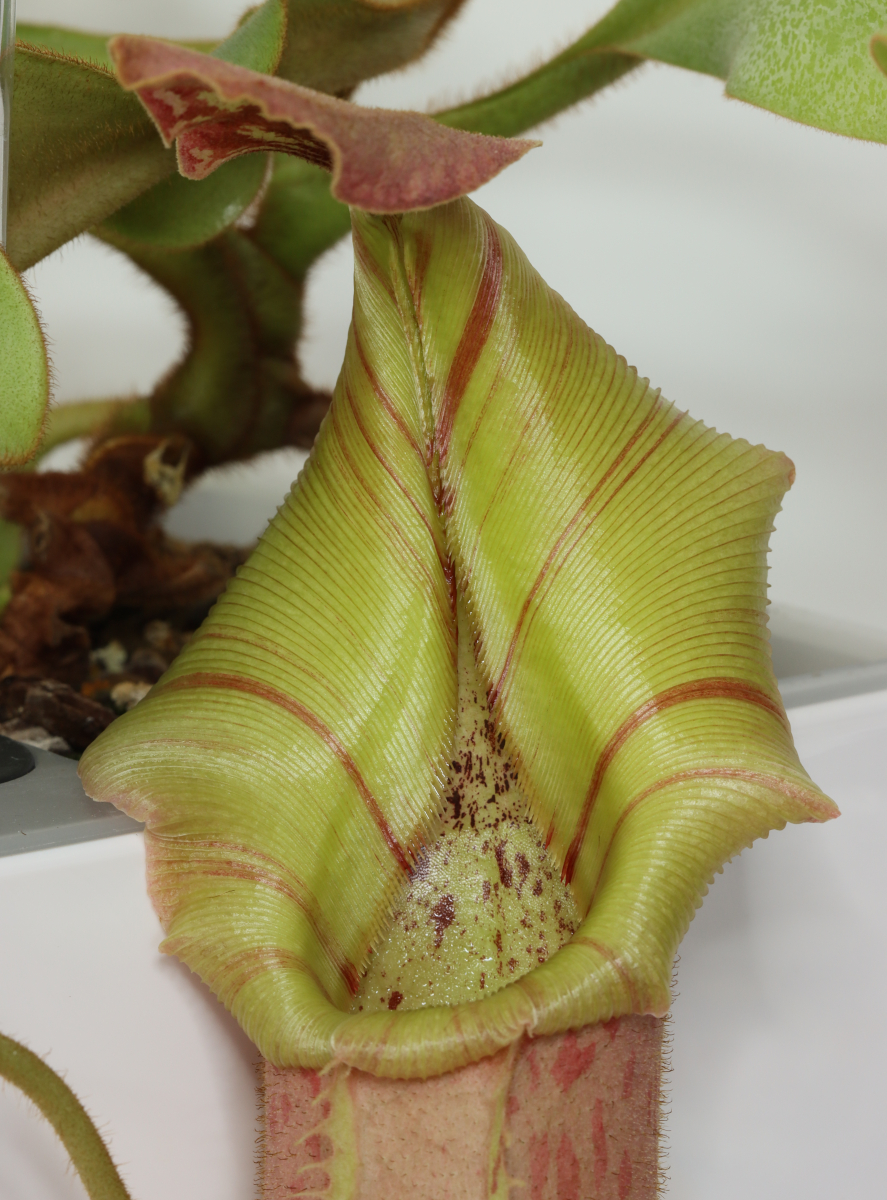 Nepenthes veitchii