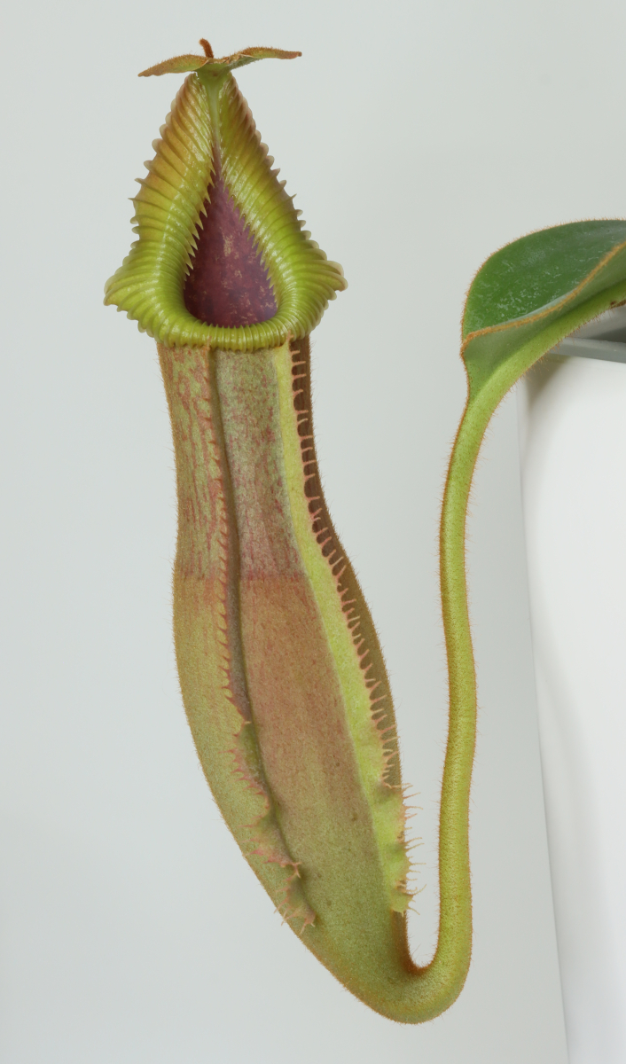 Nepenthes (veitchii x edwardsiana)