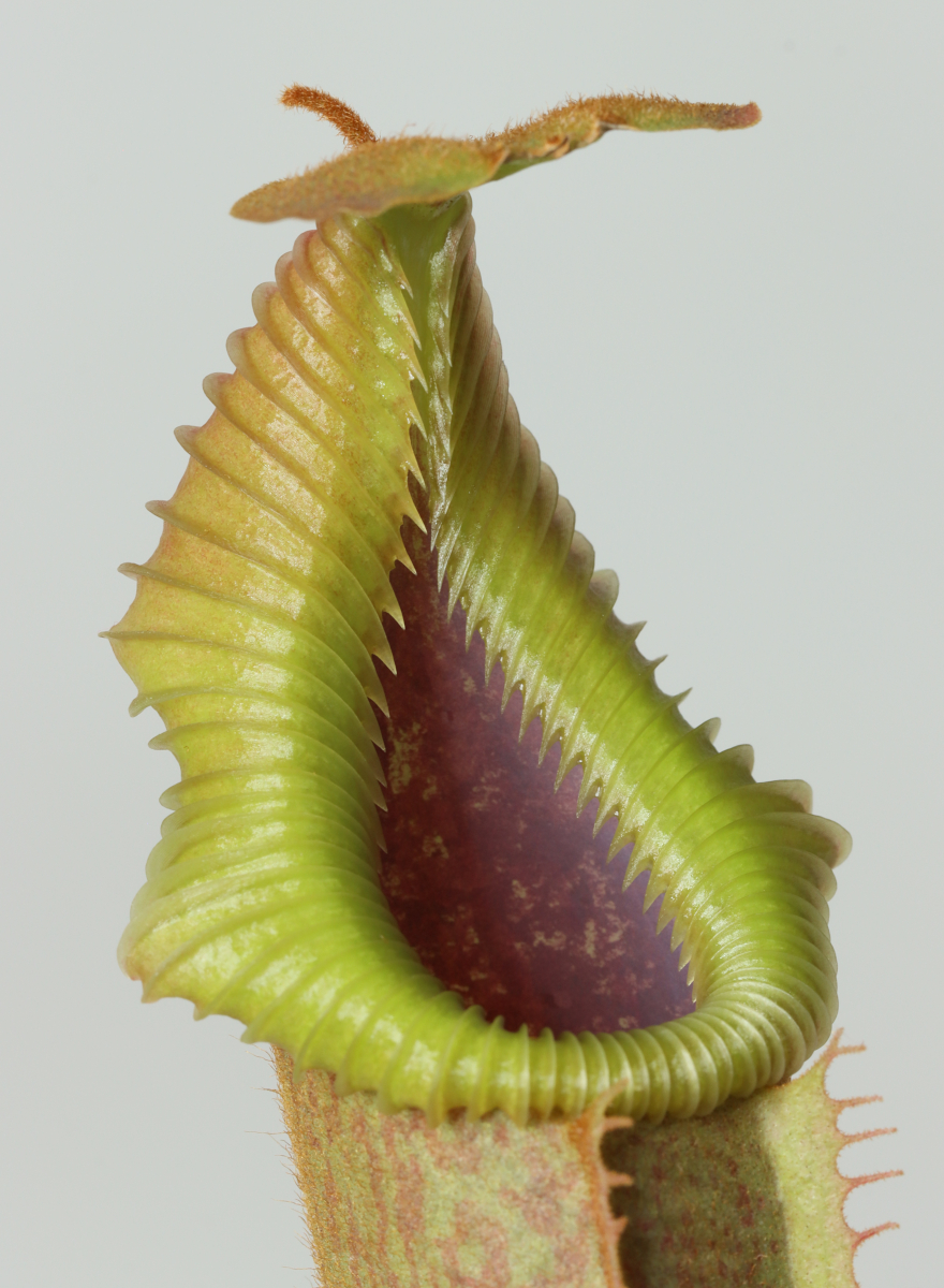 Nepenthes (veitchii x edwardsiana)