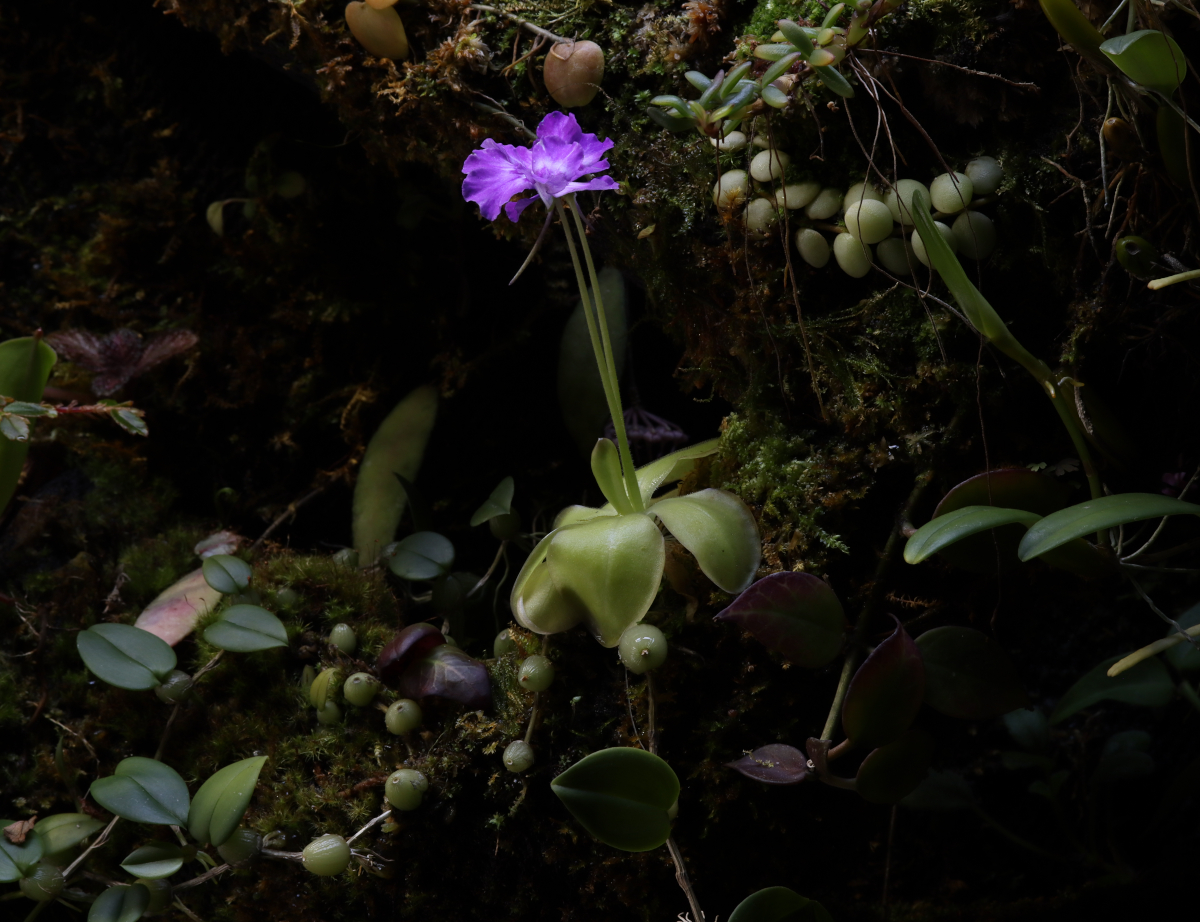 Pinguicula zecheri