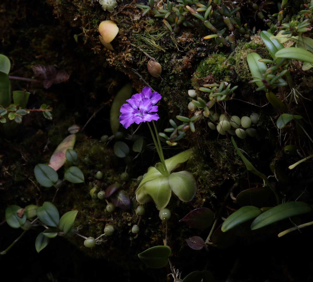 Pinguicula zecheri