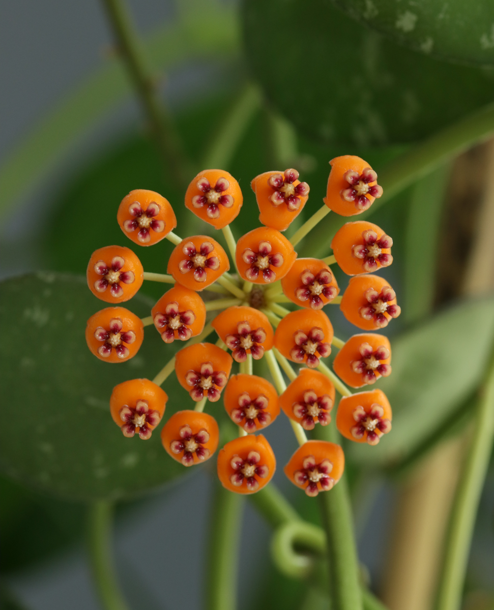 Hoya waymaniae