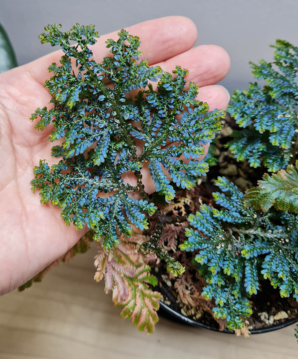 Selaginella willdenowii