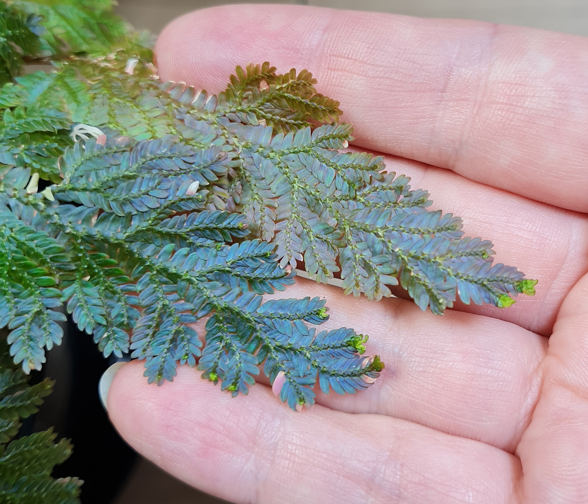 Selaginella willdenowii