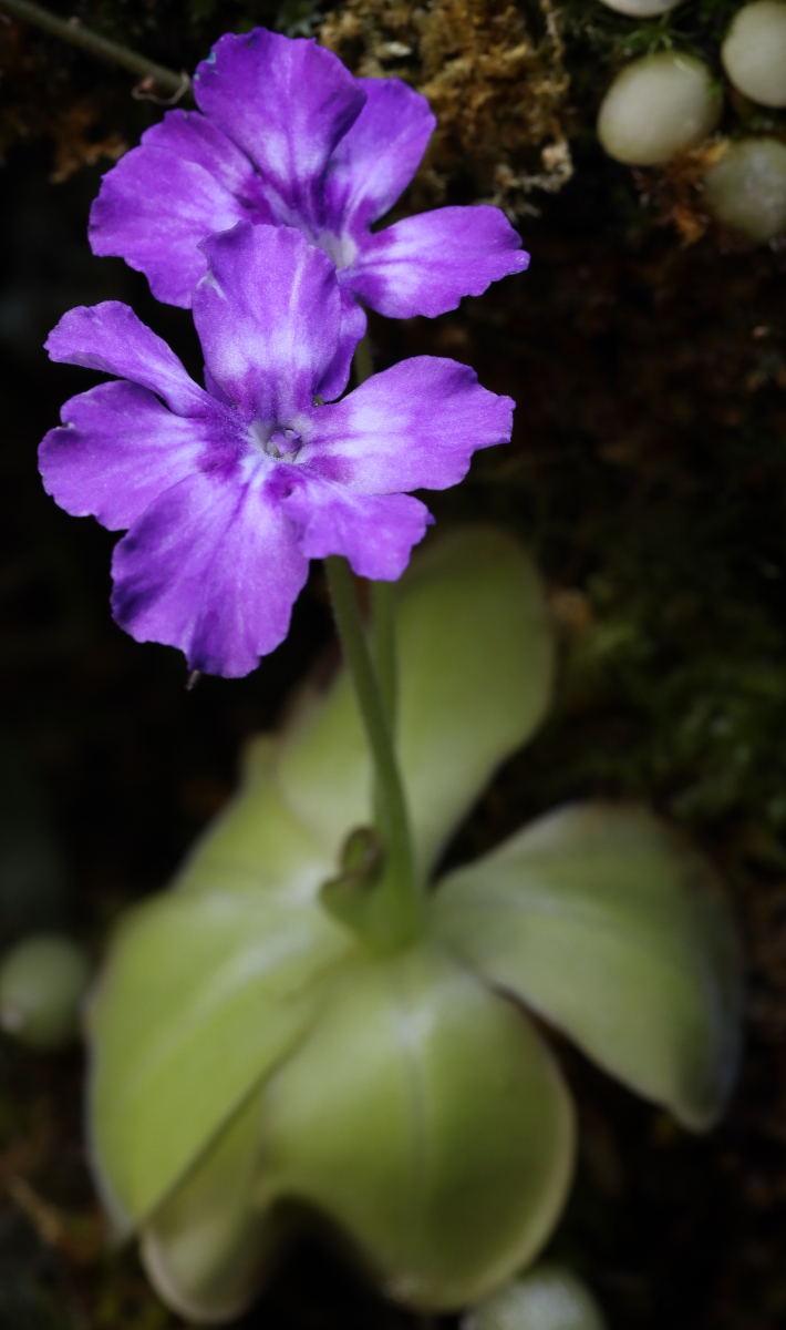 Pinguicula zecheri