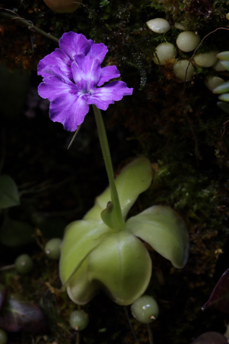 Pinguicula zecheri