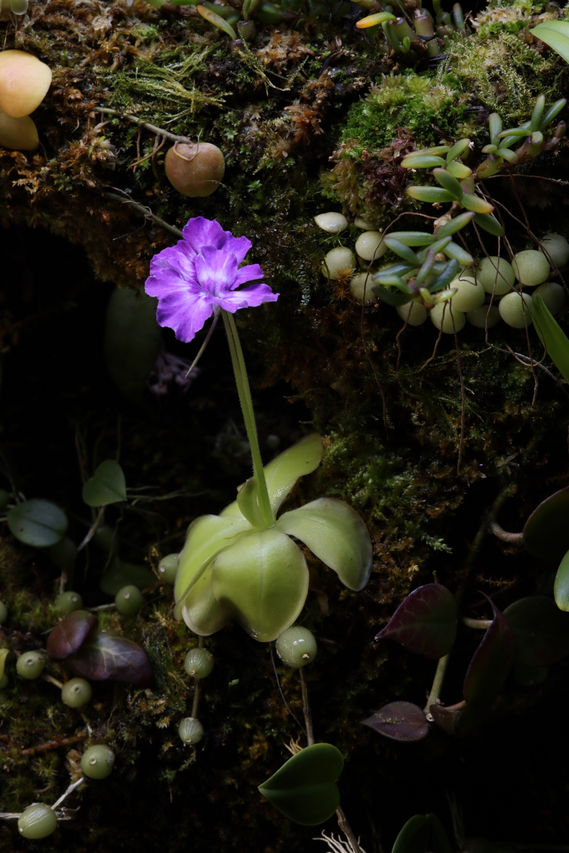 Pinguicula zecheri