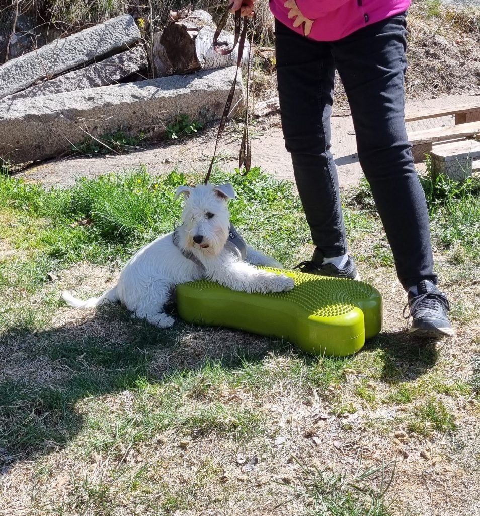 Friskvård för den unga hunden