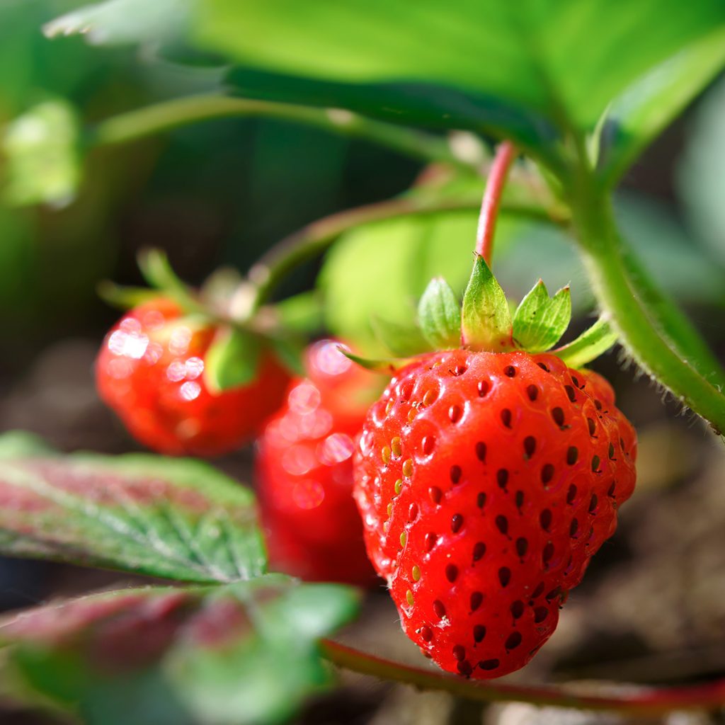 erdbeeren im frühbeet