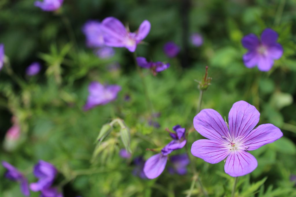 Guide Storkenæb: Plantning og pasning