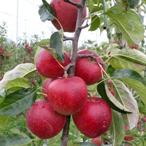 Schilderen tussen de Appels 18/08/2025