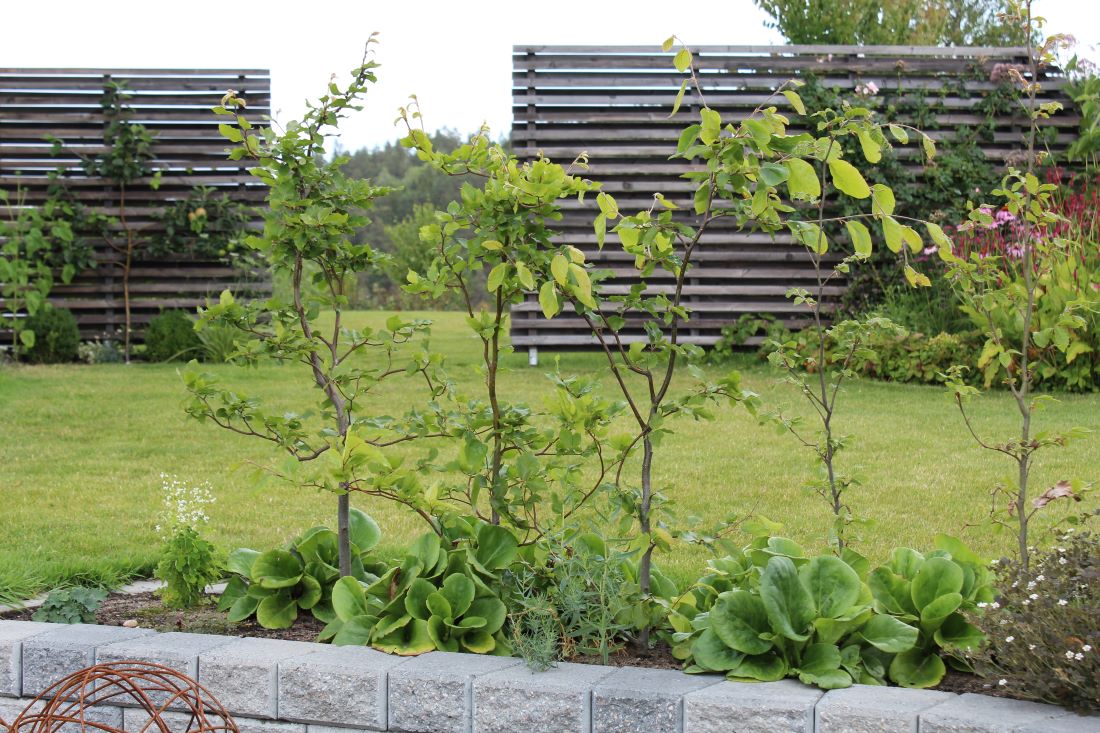 10 steg for planlegging av hage til nytt hus - Fryd Hagedesign