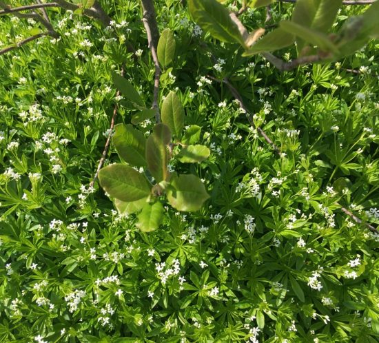Bunndekkere hagens beste ugressmiddel, myske, galium odoratum