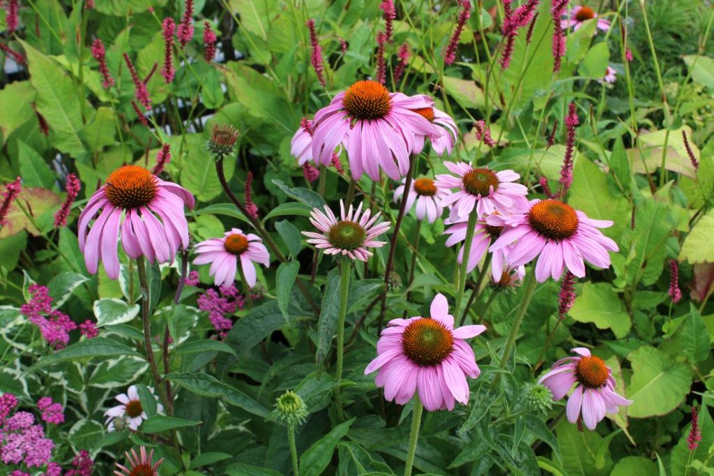 Solelskende planter i rosa med solhatt