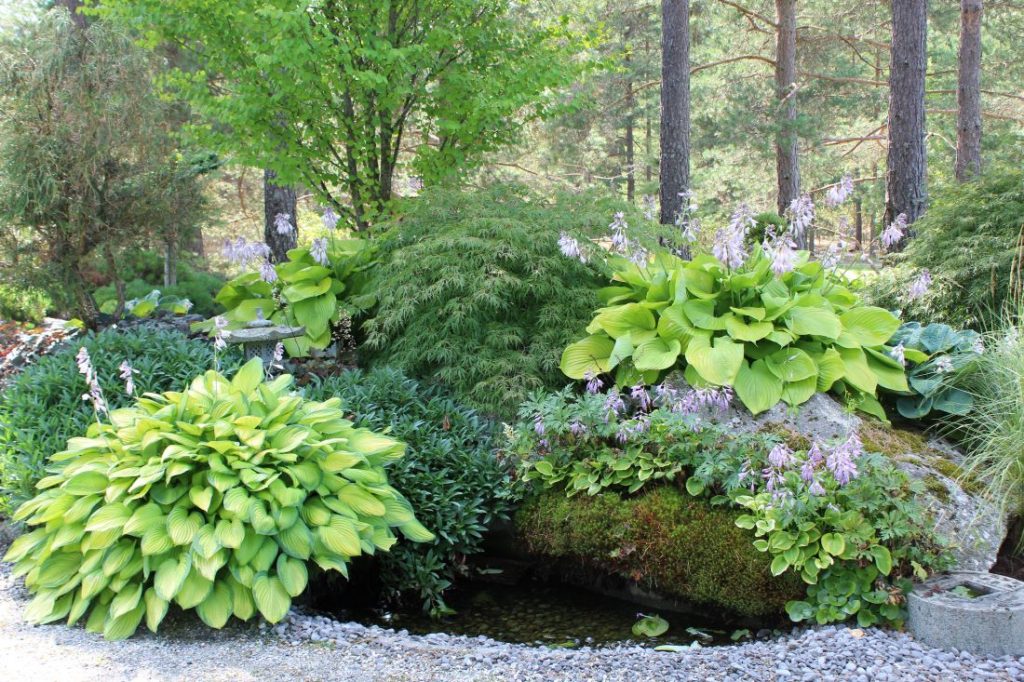 Odden Hage, hosta og grønt