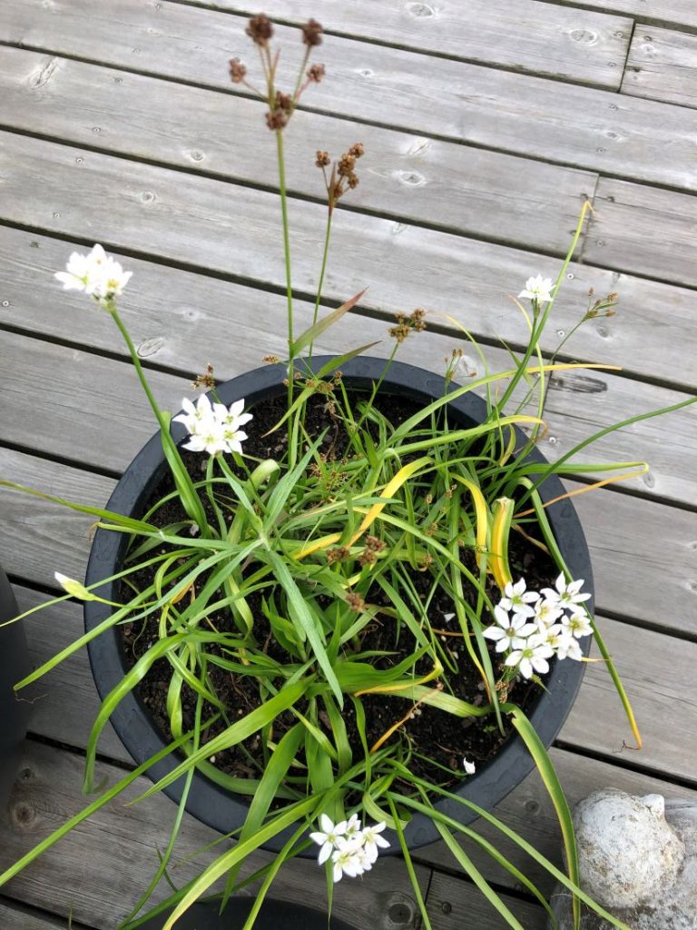 Prydløk i krukke, Allium neapolitanium