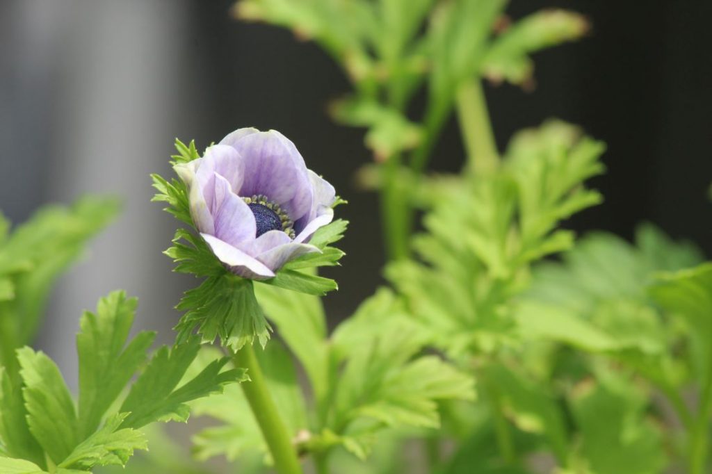 Blomsterløk i krukke, Anemone