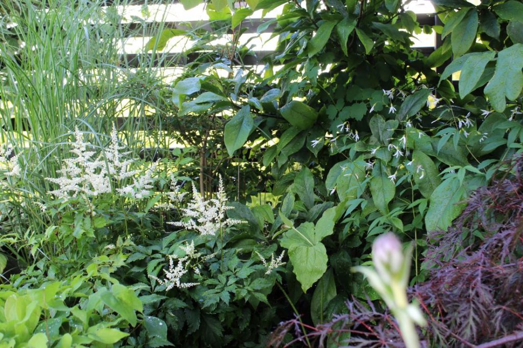 Få det fint i skygge med planter som trives, Et frodig skyggehjørne