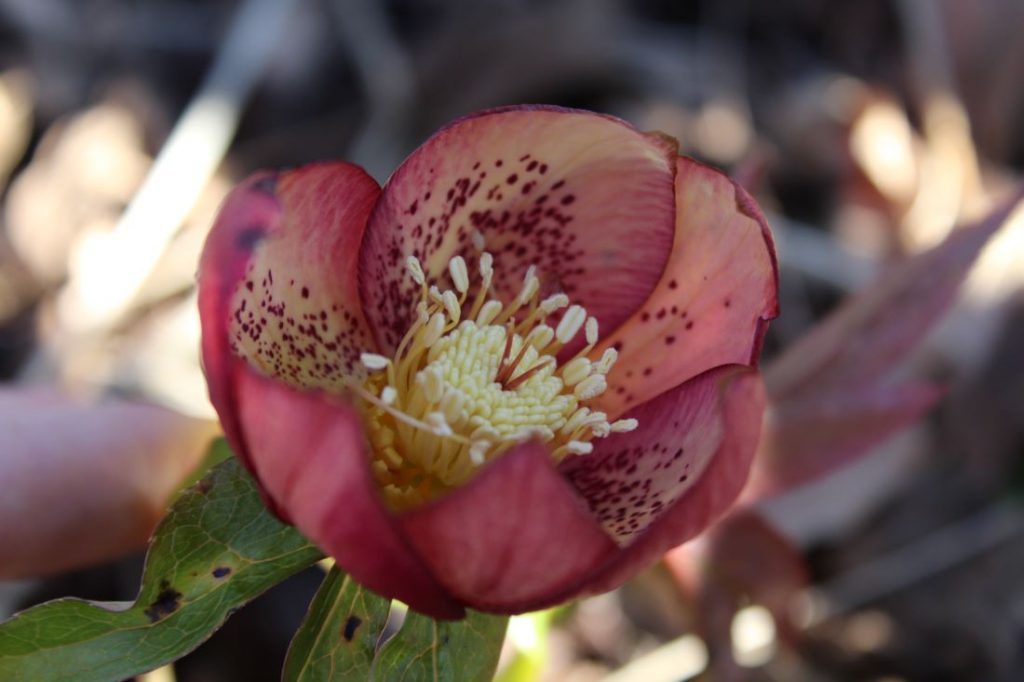 Rosa julerose