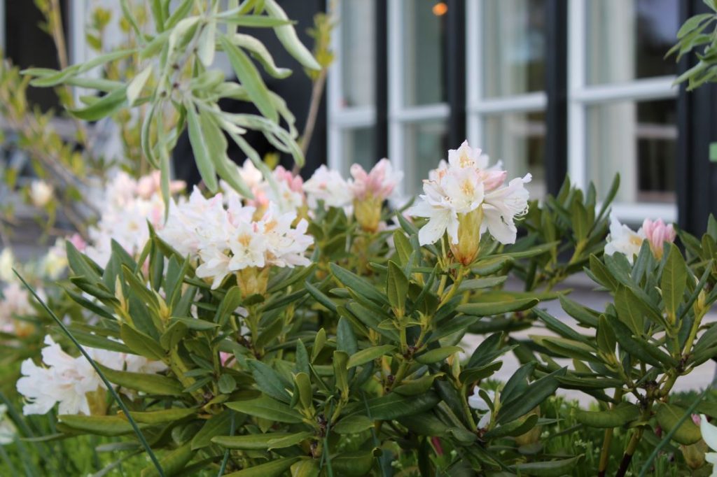 Rhododendron Cunninghams White fin skyggeplante