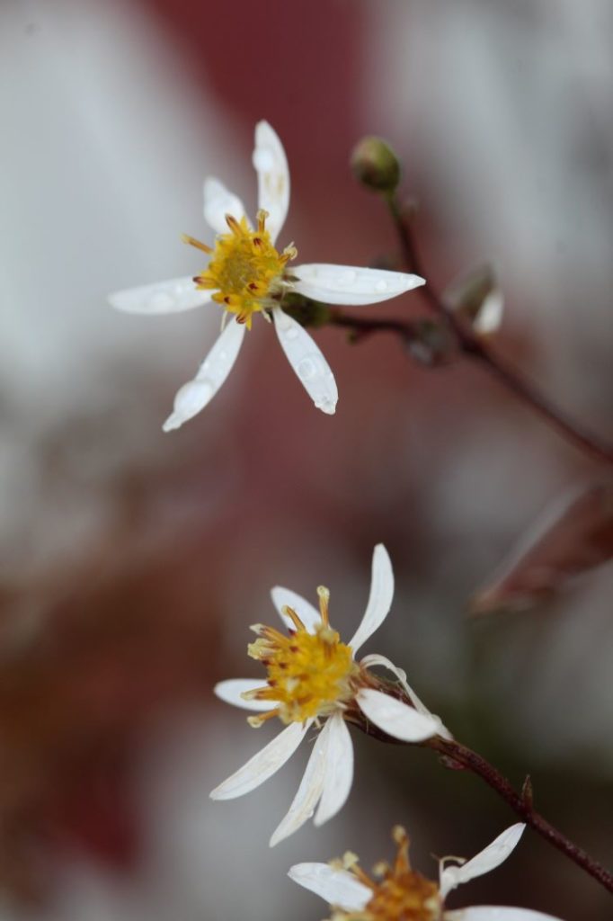 11 nyttige tips til å finne planter. Skogasters, Aster divaricatus