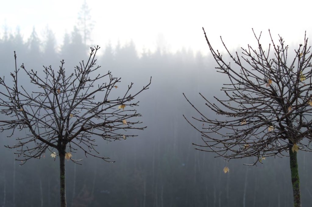 Trær bidrar med struktur hele året, Kulelønn (Acer platonoides 'Globosum') om vinteren.