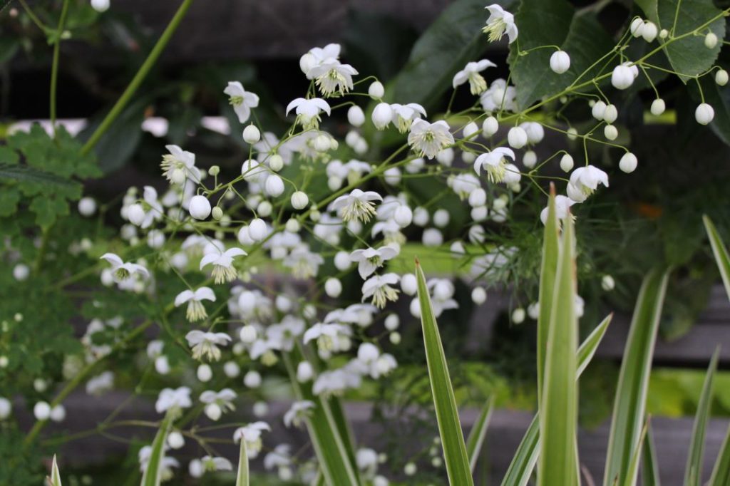 Vingefrøstjerne, Thalictrum delavayi Splendid White