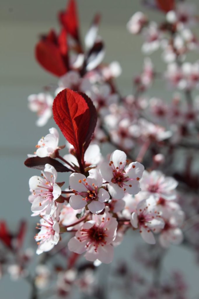 Dvergblodplomme (Prunus cistena) i blomst i mai