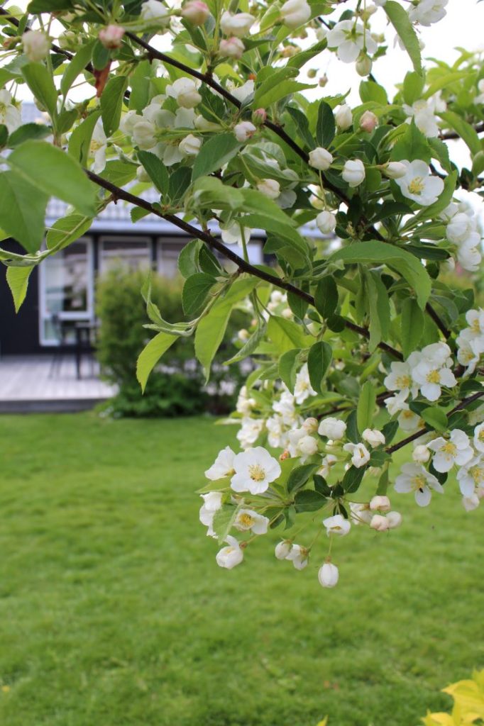 Sargenteple (Malus sargentii) i blomst i mai