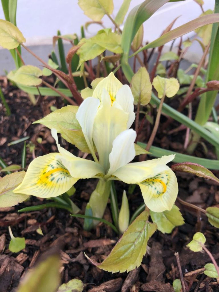Våriris - Iris reticulata 'Katharine's Gold'