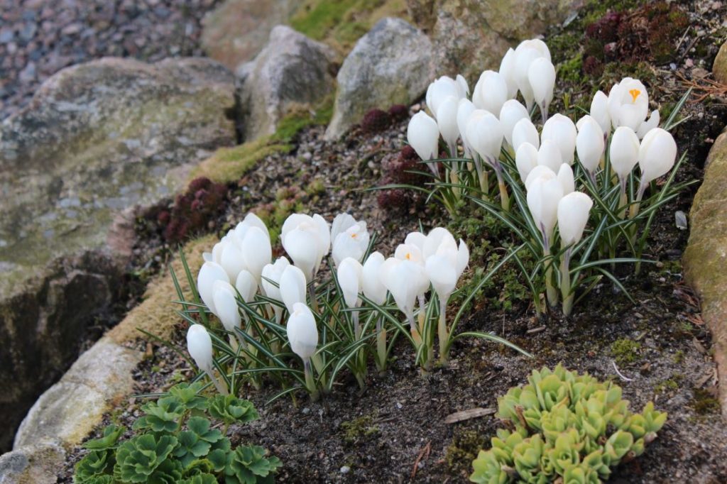 Hvilke løkblomster skal du velge? Tidlige hvite krokus - Crocus 'Jeanne D'Arc'