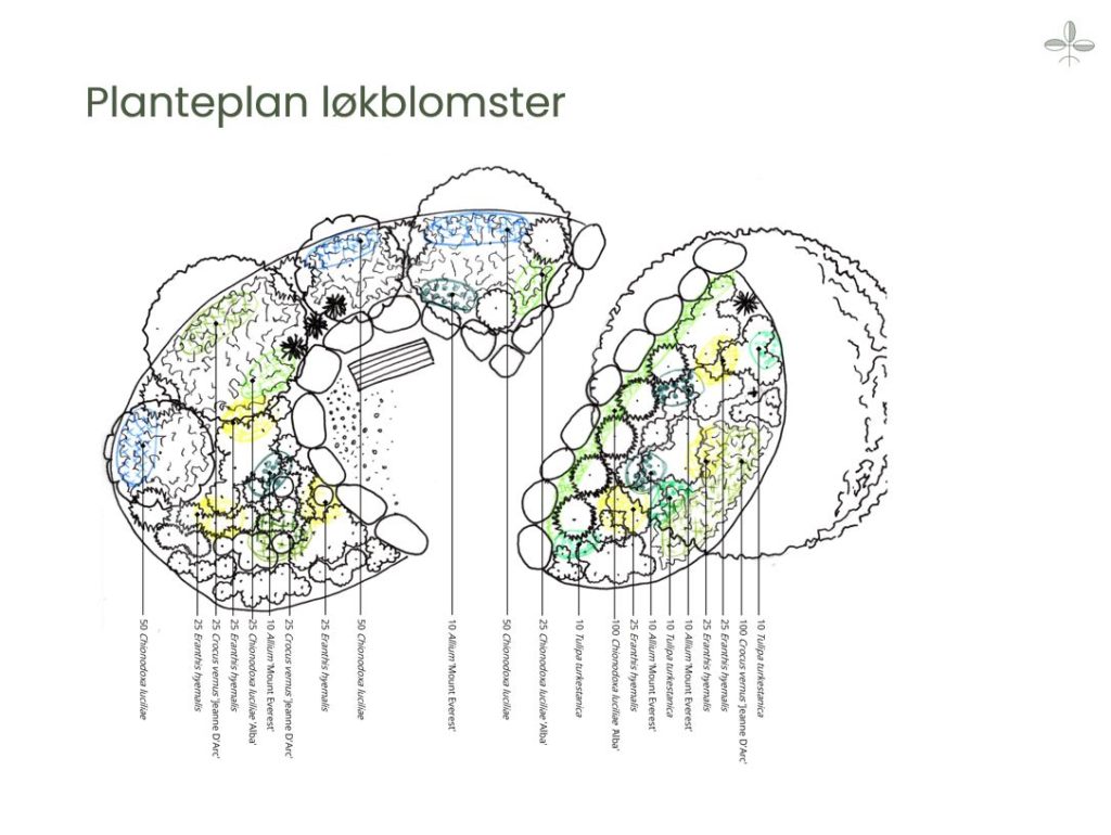 Planteplan løkblomster