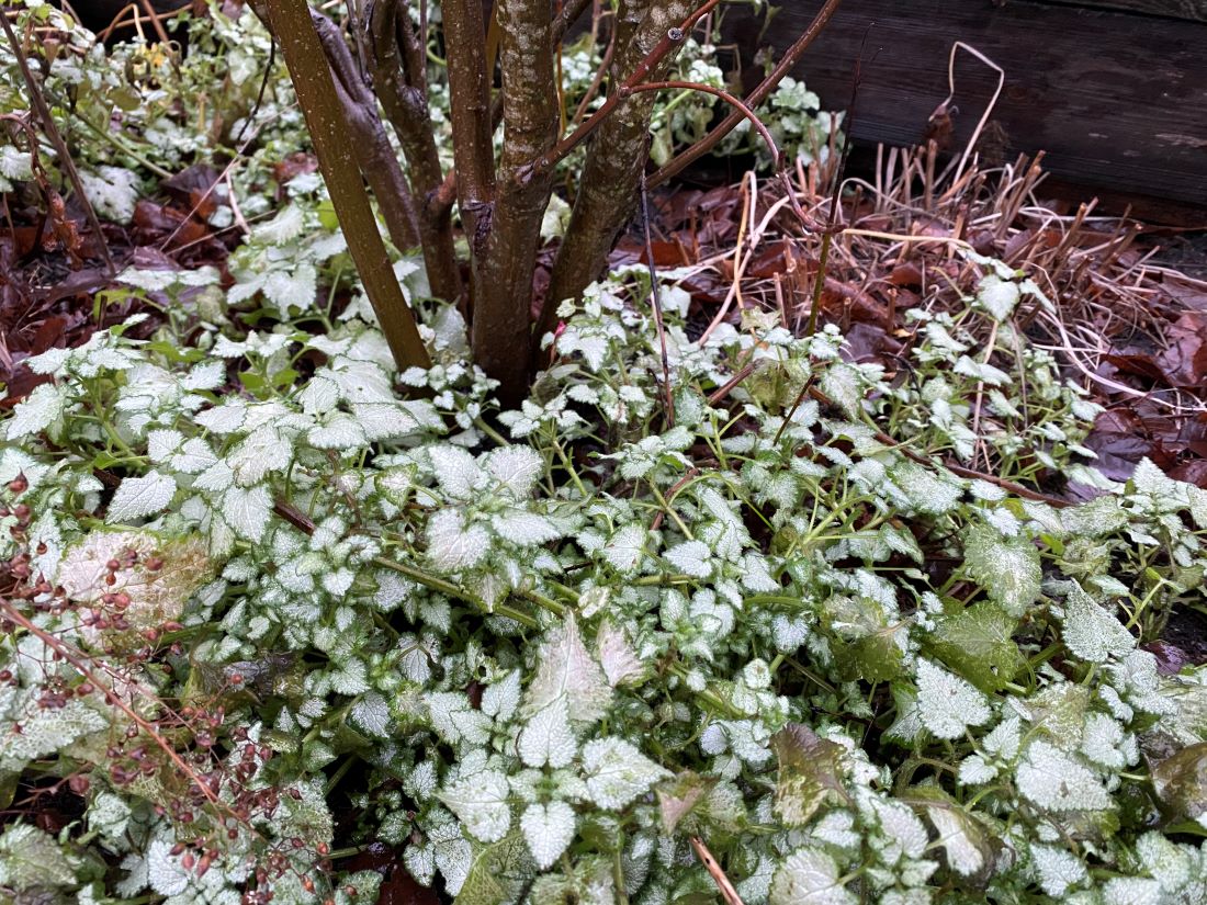 Vintergrønne planter i hagen - Fryd Hagedesign