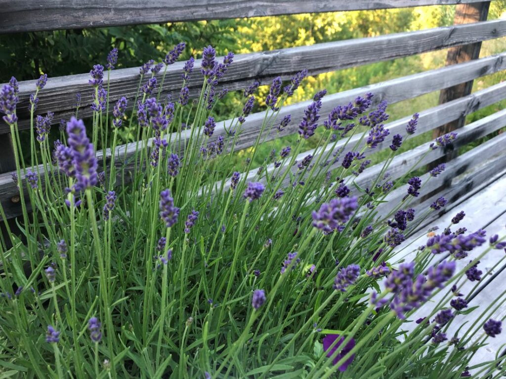 Lavendel er en aromatisk plante med mye lukt
