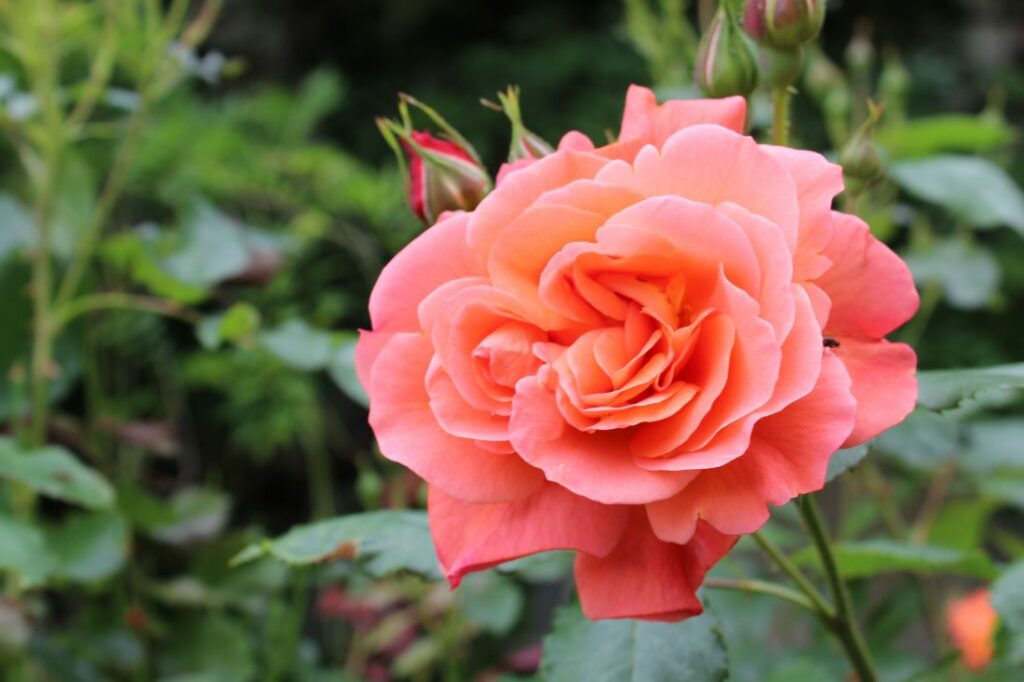 Mange roser dufter som denne som heter Westerland