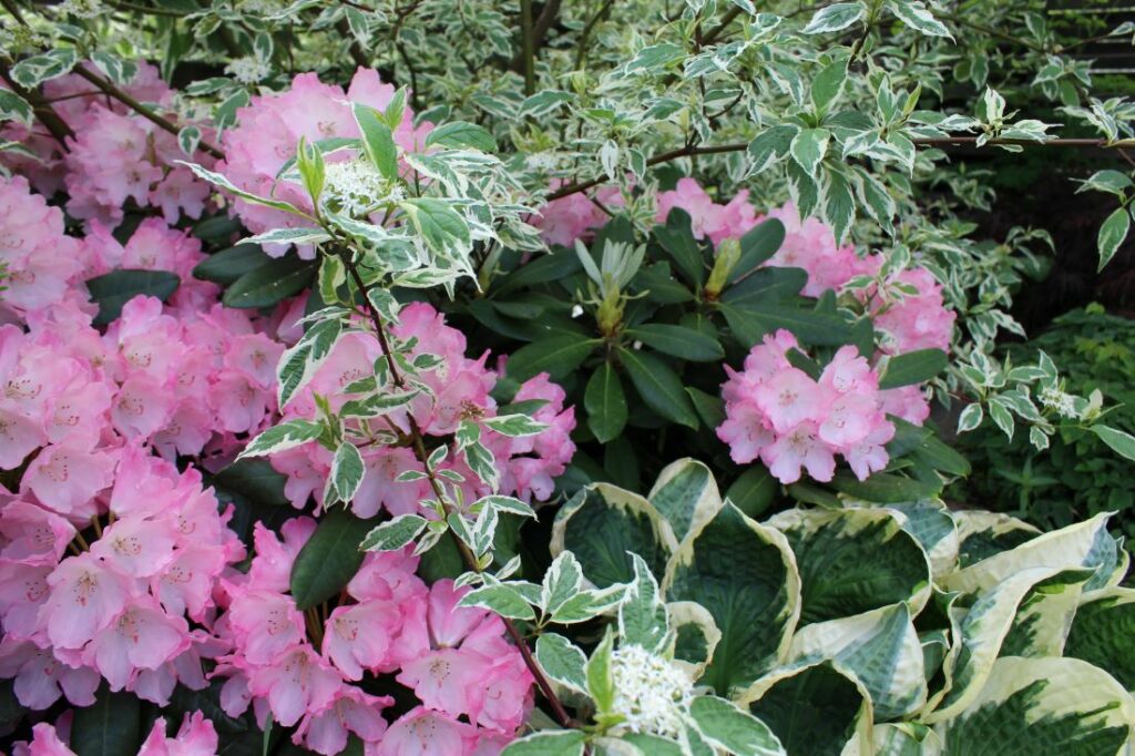 Tema i hagen med rosa blomster som går igjen