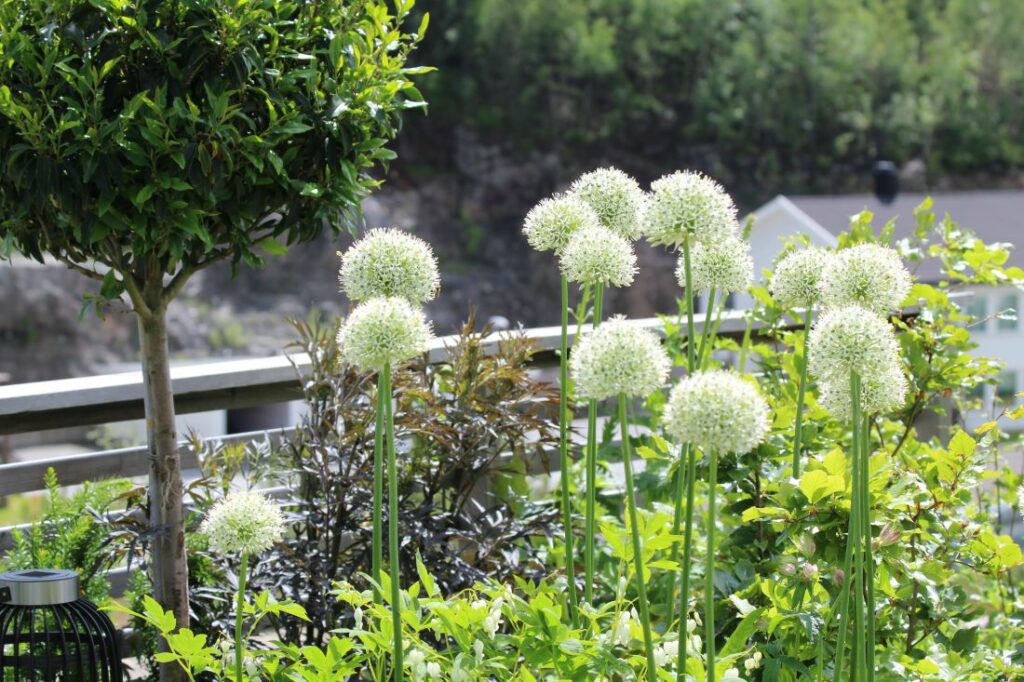 Allium Mount Everest