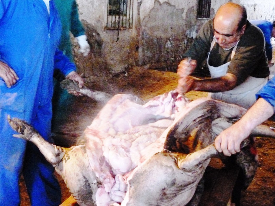 La Casa de Extremadura en Sevilla celebrará su tradicional Matanza Extremeña en Fuente de Cantos