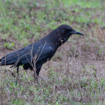 SMALNEBBKRÅKE - CAPE CROW/AFRICAN ROOK