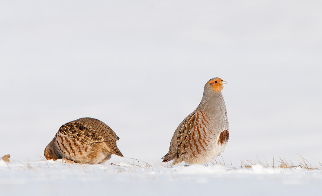 Read more about the article Agerhønens flokadfærd om vinteren