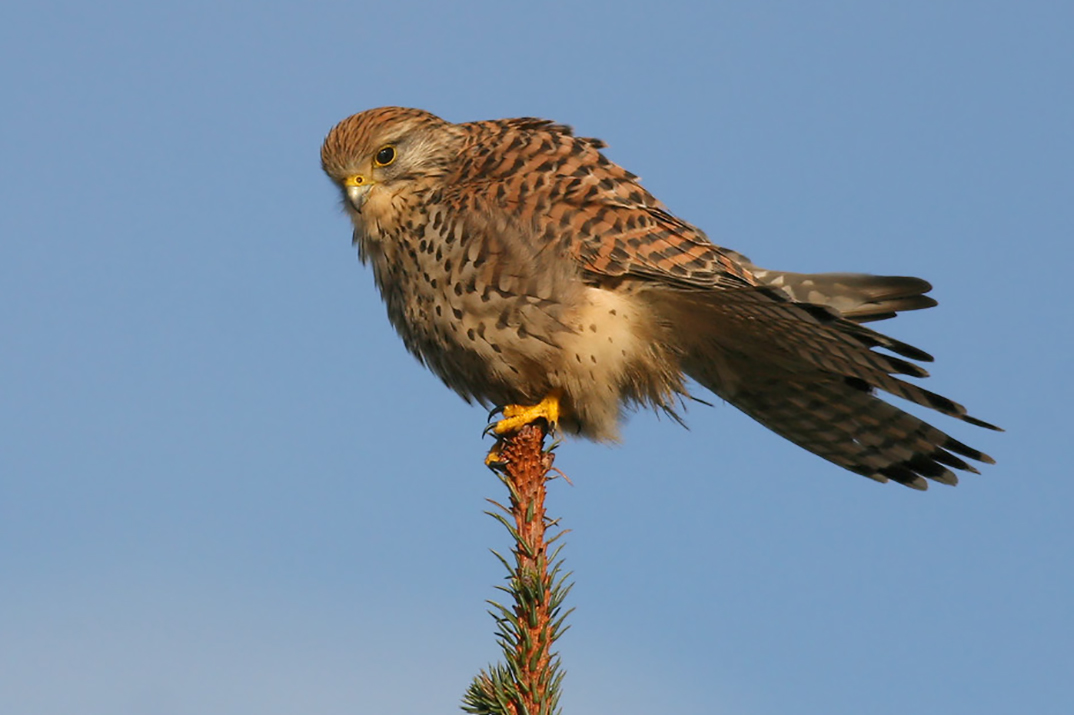 Read more about the article Tårnfalken ser tis!