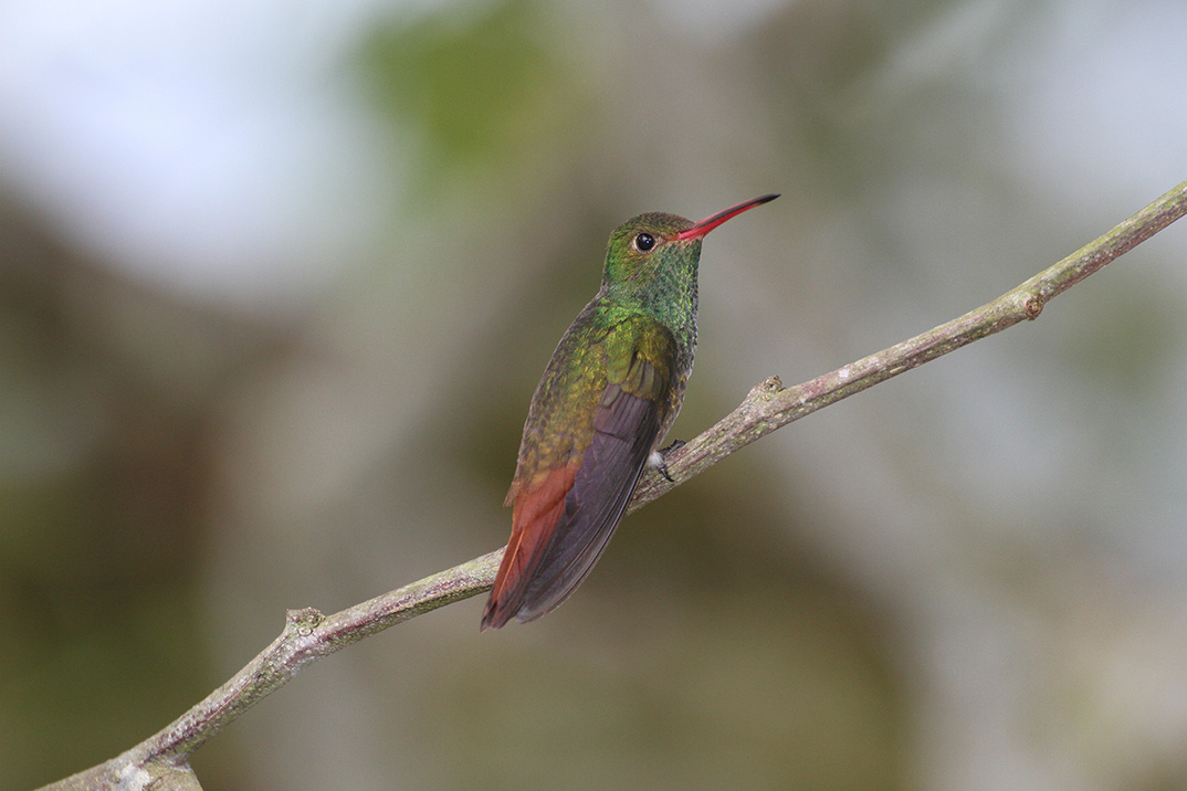 Read more about the article Hvor mange fjer er der på en fugl?