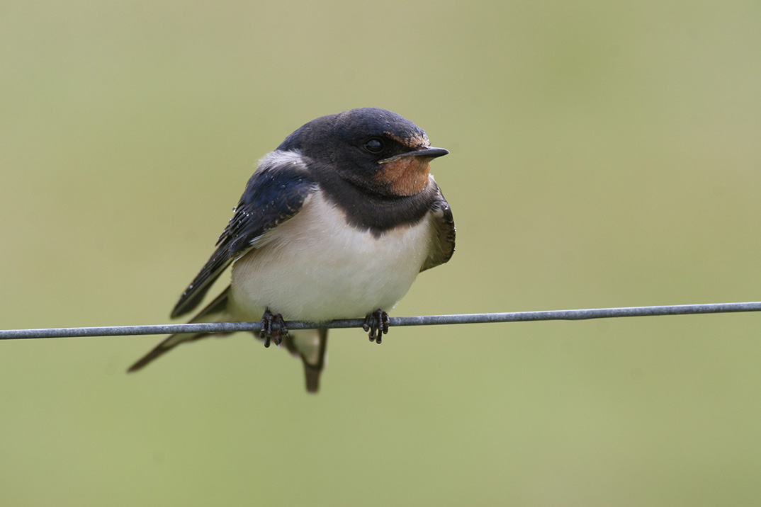 You are currently viewing Ungedrab hos landsvaler