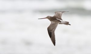 Read more about the article Verdens længste non-stop flyvetur
