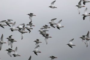 Read more about the article Fordelen ved at være i flok – prædation