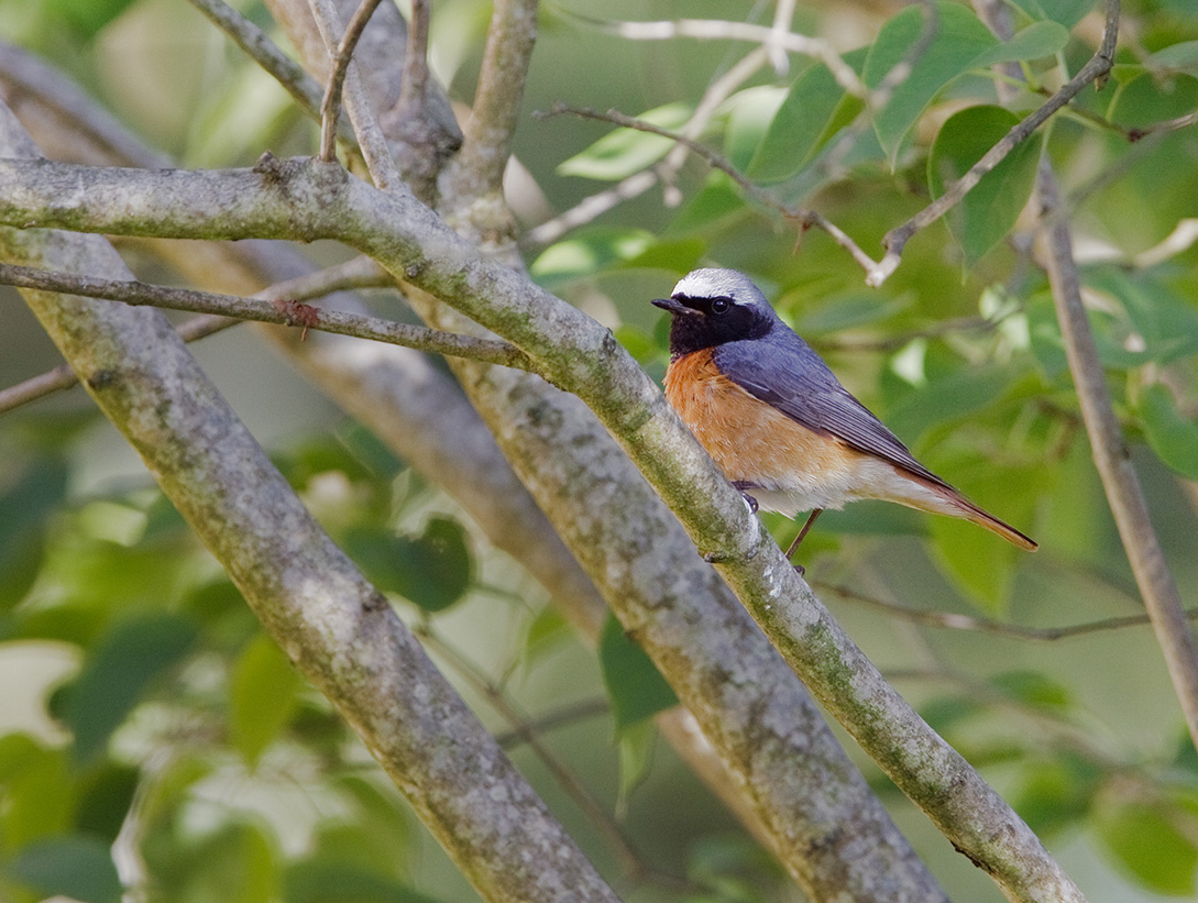 Read more about the article Hvornår begynder fuglene at synge om morgenen?