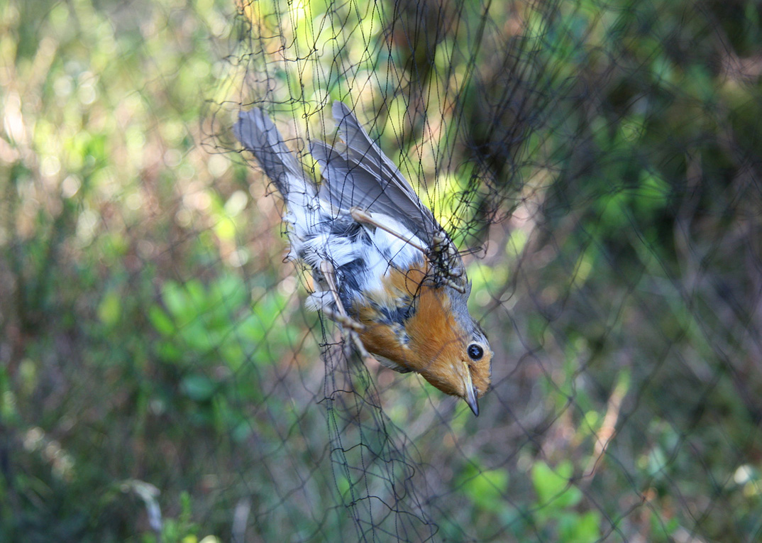 You are currently viewing Afspejler antal ringmærkede fugle trækintensiteten?